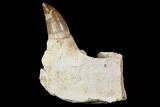 Mosasaur (Prognathodon) Jaw Section With Unerupted Tooth #150160-3
